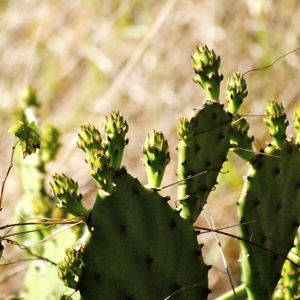 prickly pear cactus at tivoli sand pines preserve